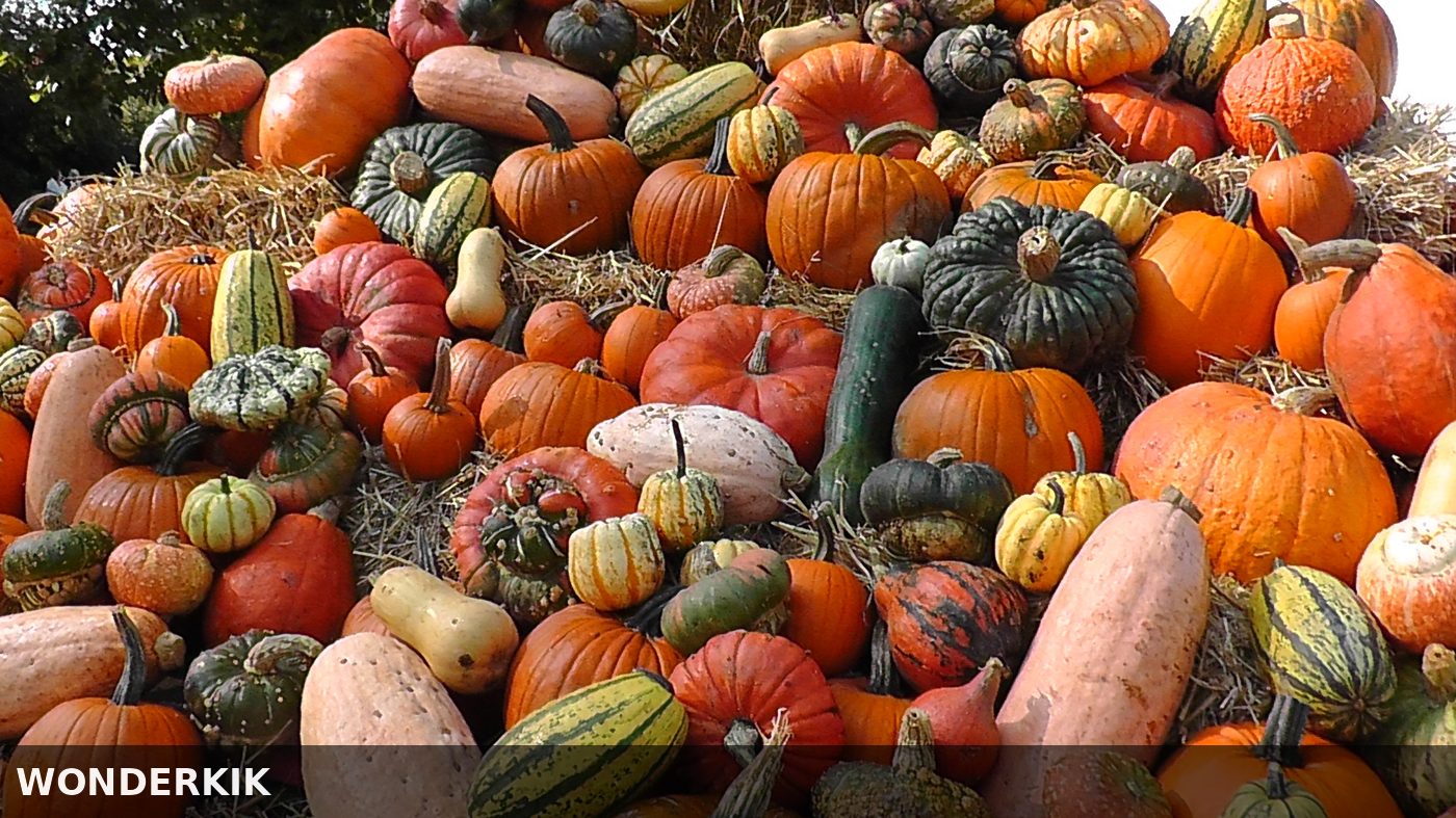 Squash
